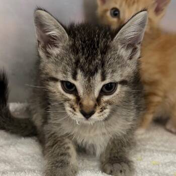 Bean -  Domestic Short Hair Cat for Adoption in Council Bluffs, Iowa - Bean | PetCurious