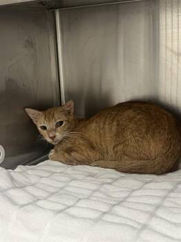 POLARIS -  Domestic Short Hair Cat for Adoption in Fort Lauderdale, Florida - POLARIS | PetCurious