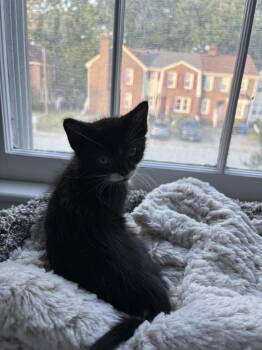 Domestic Medium Hair Cats Available for Adoption in Virginia Beach, Virginia - Nissan | PetCurious