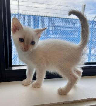 Cloud Jumper -  Domestic Short Hair Cat for Adoption in Minot, North Dakota - Cloud Jumper | PetCurious