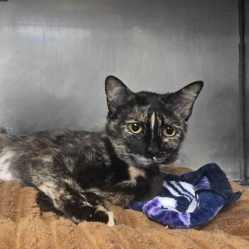 Domestic Short Hair Cats Available for Adoption in San Jacinto, California - Gemma | PetCurious