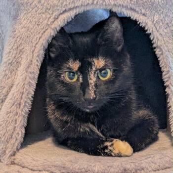 Lilith -  Domestic Short Hair Cat for Adoption in Calgary, Alberta - Lilith | PetCurious