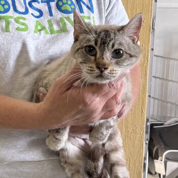 Domestic Short Hair Cats Available for Adoption in Houston, Texas - Palm | PetCurious