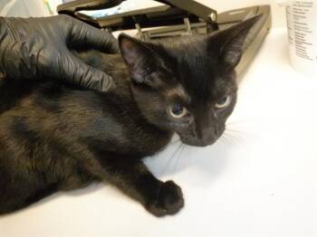 Rescue Domestic Short Hair Cats for Adoption in San Jose, California - A1392614 | PetCurious