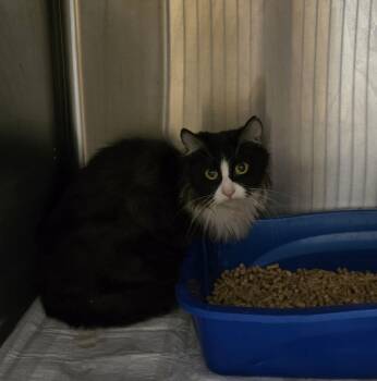 Rescue Domestic Medium Hair Cats for Adoption in Evansville, Indiana - Madagascar | PetCurious