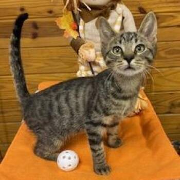 Rescue Tabby Cats for Adoption in Southern Pines, North Carolina - Nashoba - Playful, Snuggly, And Purr Machine - He Is Ready For Y | PetCurious