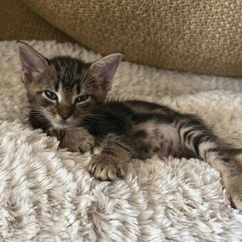 Dr. Doom -  Domestic Short Hair Cat for Adoption in San Antonio, Texas - Dr. Doom | PetCurious