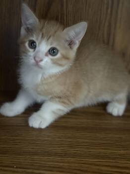 Rescue Tabby Cats for Adoption in Los Angeles, California - Pennie (F) | PetCurious