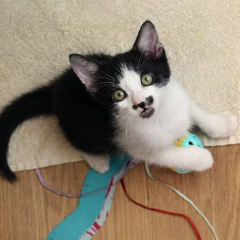Xalvadore Dali 20 -  Domestic Short Hair Cat for Adoption in Austin, Texas - Xalvadore Dali 20 | PetCurious