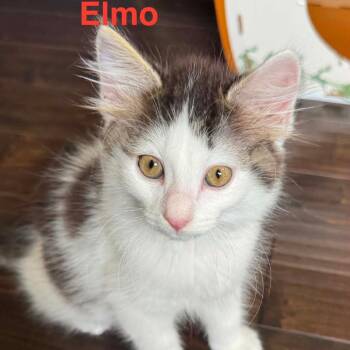 Elmo -  Domestic Short Hair Cat for Adoption in Parkersburg, West Virginia - Elmo | PetCurious