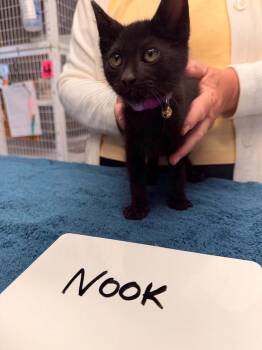 Nook -  Domestic Short Hair Cat for Adoption in Vancouver, Washington - Nook | PetCurious