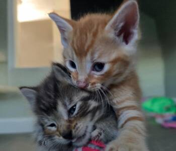 Exotic Shorthair Cats Available for Adoption in Barron, Wisconsin - Citrine | PetCurious
