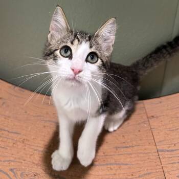 DOPEY -  Domestic Short Hair Cat for Adoption in Kyle, Texas - DOPEY | PetCurious
