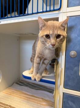 Domestic Short Hair Cats Available for Adoption in Weldon, Illinois - Stink | PetCurious