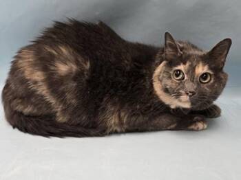 Smokey -  Domestic Short Hair Cat for Adoption in Minneapolis, Minnesota - Smokey | PetCurious