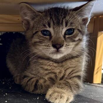 Rescue American Shorthair Cats for Adoption in Manhattan Beach, California - Kind Kitties (Leopard, Russian Blue, Black) | PetCurious
