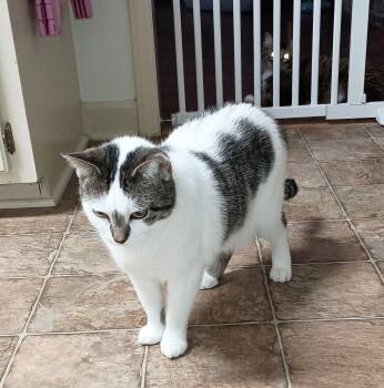 Rescue Domestic Short Hair Cats for Adoption in Ridgeland, Mississippi - LUKA | PetCurious