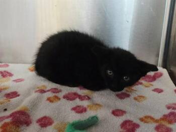 Domestic Short Hair Cats Available for Adoption in Martinez, California - A1048051 | PetCurious