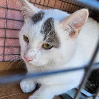 Ulysses Coming In -  Domestic Short Hair Cat for Adoption in Clifton, New Jersey - Ulysses Coming In | PetCurious