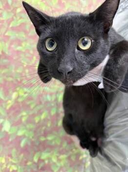 Spider -  Domestic Short Hair Cat for Adoption in San Antonio, Texas - Spider | PetCurious