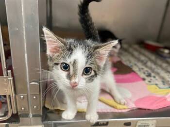 PIXIE -  Domestic Medium Hair Cat for Adoption in Fort Wayne, Indiana - PIXIE | PetCurious