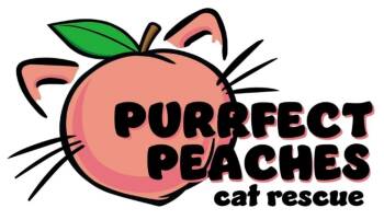 Rescue Domestic Short Hair Cats for Adoption in Douglasville, Georgia - Peanut Brittle | PetCurious