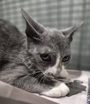 PEPPER -  Domestic Short Hair Cat for Adoption in San Antonio, Texas - PEPPER | PetCurious