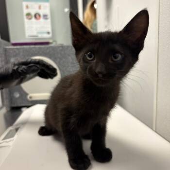 Cerberus -  Domestic Short Hair Cat for Adoption in Abilene, Texas - Cerberus | PetCurious