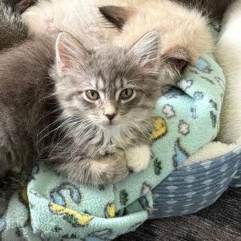 Indie 2346 -  Domestic Medium Hair Cat for Adoption in Kansas City, Missouri - Indie 2346 | PetCurious