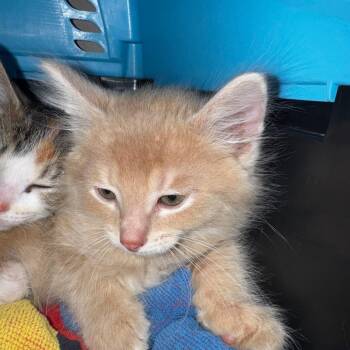 Domestic Short Hair Cats Available for Adoption in Chicago, Illinois - Zoro | PetCurious
