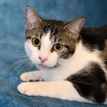 Smokey -  Domestic Short Hair Cat for Adoption in Liverpool, Texas - Smokey | PetCurious