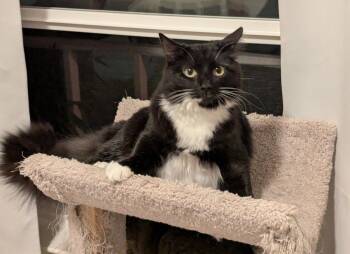 Domestic Medium Hair and Tuxedo Cats Available for Adoption in San Jose, California - Classy | PetCurious