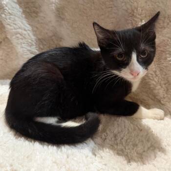 Olivia -  Domestic Short Hair Cat for Adoption in Webster, Texas - Olivia | PetCurious