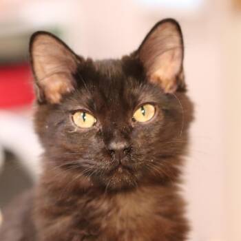 Mr. Magoo -  Domestic Long Hair Cat for Adoption in Boulder, Colorado - Mr. Magoo | PetCurious
