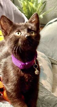 Rescue Domestic Short Hair Cats for Adoption in Sioux City, Iowa - Ryobi | PetCurious
