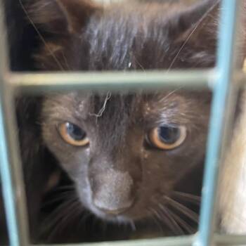 Kuromi -  Domestic Short Hair Cat for Adoption in Gloucester, Virginia - Kuromi | PetCurious