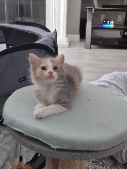 Dori -  Dilute Calico and Domestic Medium Hair Cat for Adoption in Riverside, California - Dori | PetCurious