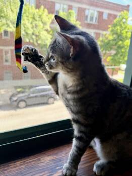 Domestic Short Hair Cats Available for Adoption in Wheaton, Illinois - Listen Linda | PetCurious