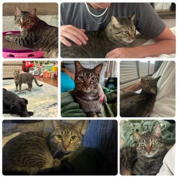 Todd/Ash -  Domestic Short Hair Cat Available for Adoption in The Woodlands, Texas - Todd/Ash | PetCurious