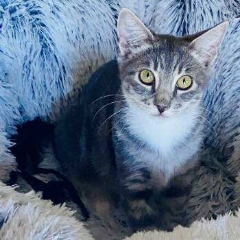 Rescue Domestic Short Hair Cats for Adoption in Nampa, Idaho - Rain | PetCurious