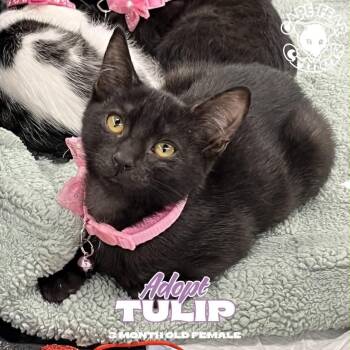 Tulip -  Domestic Short Hair Cat for Adoption in Wilmington, North Carolina - Tulip | PetCurious