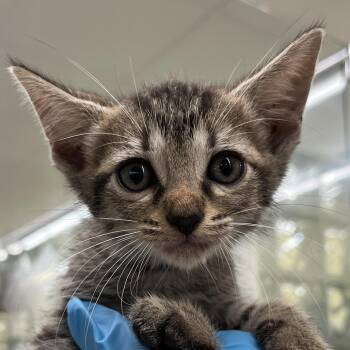 Archie -  Domestic Short Hair Cat for Adoption in West Palm Beach, Florida - Archie | PetCurious