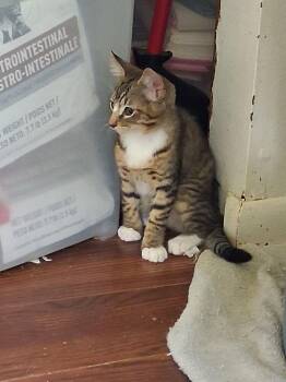 Maine Coon Cats Available for Adoption - River Morehead | PetCurious