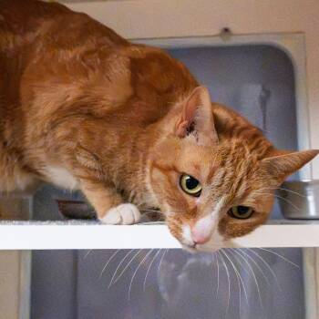 Beauty -  Domestic Short Hair Cat for Adoption in South Elgin, Illinois - Beauty | PetCurious