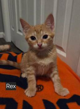 Rex -  Domestic Short Hair Cat Available for Adoption in Rossville, Georgia - Rex | PetCurious