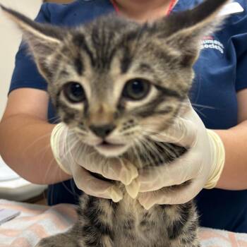Argentina -  Domestic Short Hair Cat for Adoption in Reno, Nevada - Argentina | PetCurious