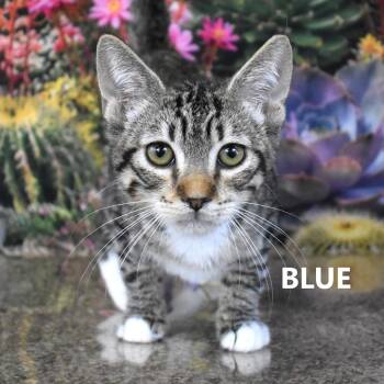 Blue -  Domestic Short Hair Cat for Adoption in Yuma, Arizona - Blue | PetCurious