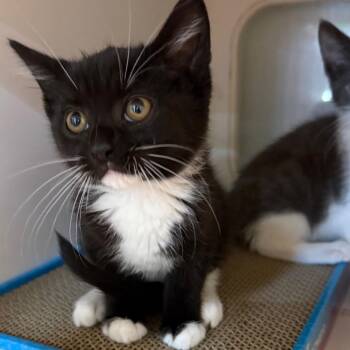 Domestic Short Hair Cats Available for Adoption in Potomac, Maryland - Bethany | PetCurious
