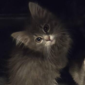 Virginia -  Domestic Medium Hair Cat for Adoption in Dunellen, New Jersey - Virginia | PetCurious