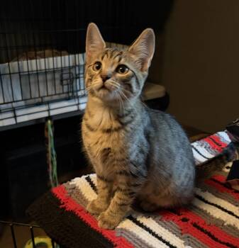 Evelyn -  Domestic Short Hair Cat for Adoption in East Amherst, New York - Evelyn | PetCurious